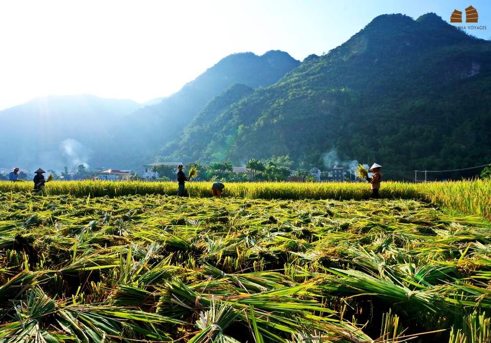 Amazing Paddies in Mai Chau