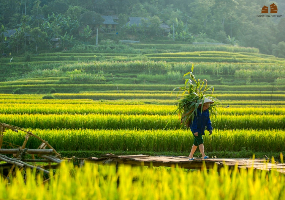 Charming Paddy in Mai Chau