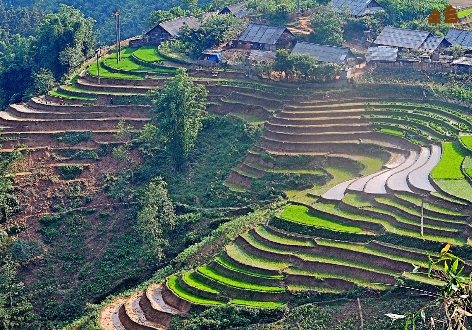 Incredible paddies fields in Sapa