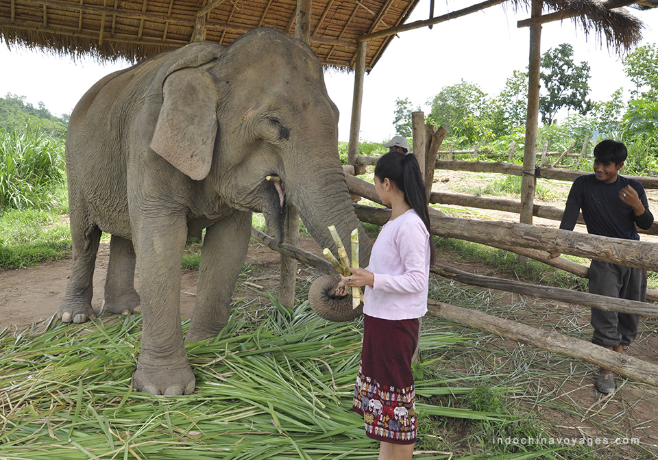 The Elephant Journey Laos