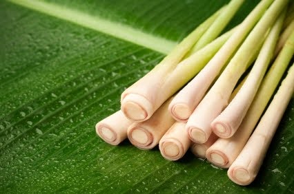 How lemongrass becomes the tase of Southest Asia cuisine