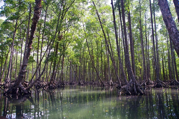 Mangrove forest