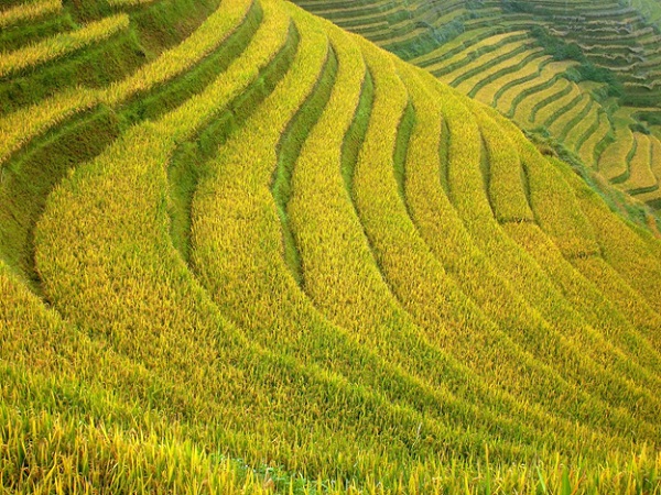 Muong Hoa Valley is the largest farmland of Sapa district