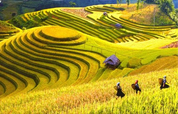 Rice season in Muong Hoa Valley