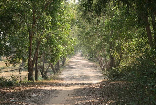 A path through the Siem Reap countryside
