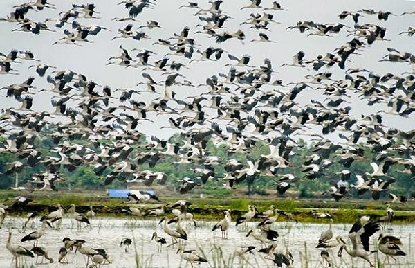 Flocks of storks is find foods