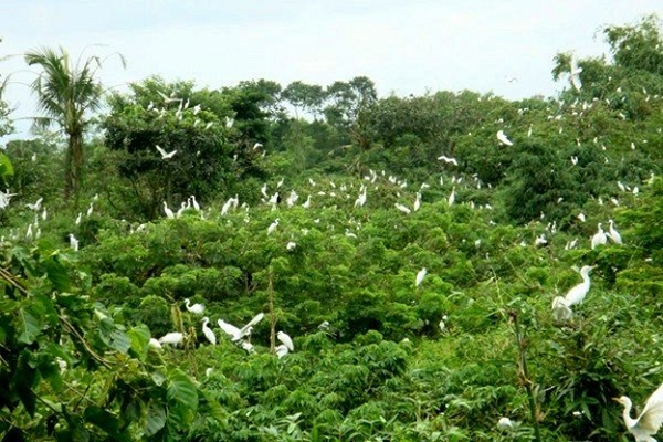 There are various species of storks living at Bang Lang Stork Garden