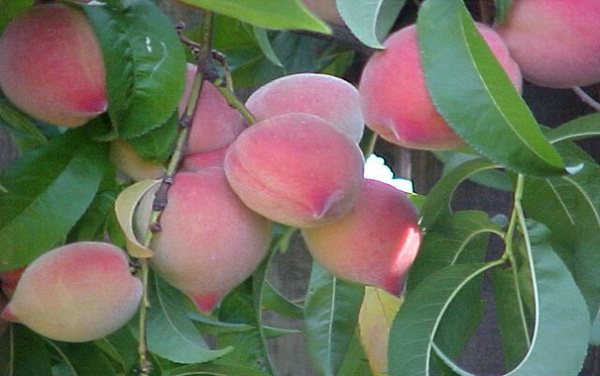 Peach and pear are two most typical fruits in Sapa