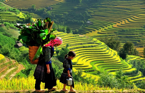 Rice field in Sapa