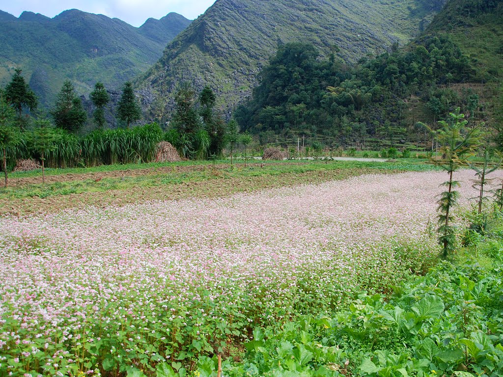 Sung La – one of ideal destinations for you to enjoy the beauty of Ha Giang in October