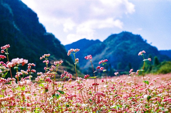 The-buckwheat-flowers-bloom-brilliantly-beside-the-rocky-mountain