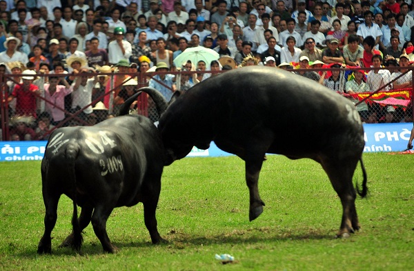 An-intense-match-in-Buffalo-Fighting-Festival-in-Do-Son-Viet-Nam-2016