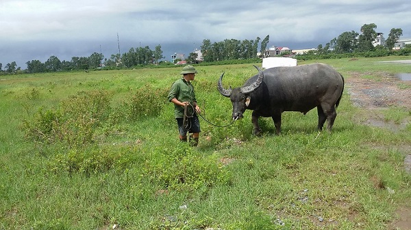 The-buffalo-was-raised-and-taken-care-of-carefully