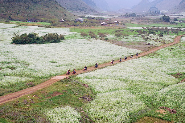 The-beauty-of-bucket-flower-fields-in-Moc-Chau-in-November