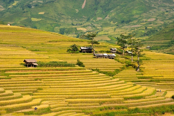 Impressive picture of rice field in Chieng An