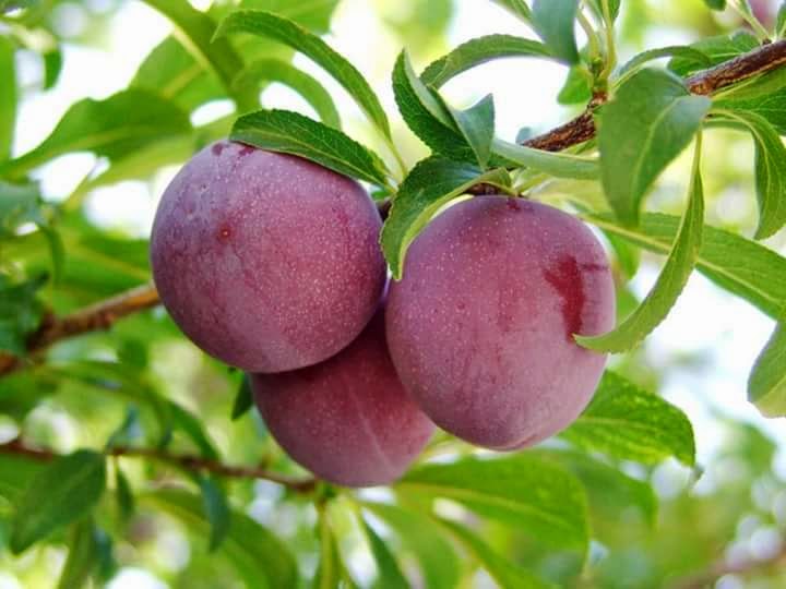 Moc Chau plums are popular for their delicious taste