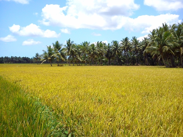 Peaceful harvest rice field in Ta Pa, An Giang