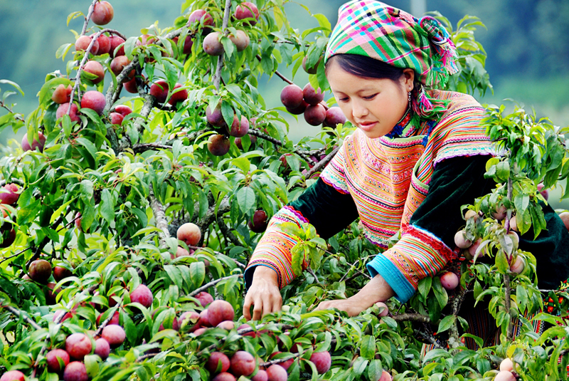 Pick plum with the locals 