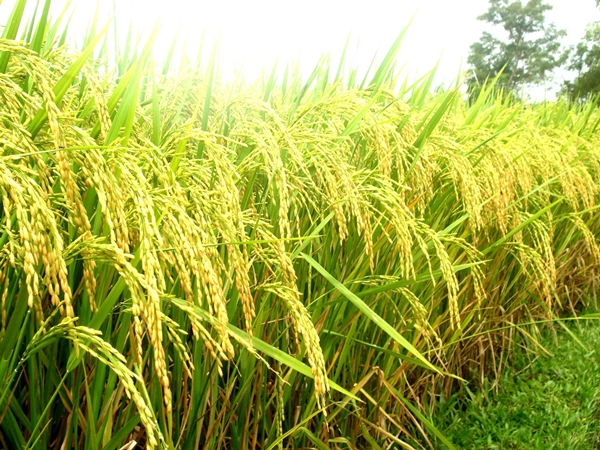 The beauty of Binh Lieu rice field in Quang Ninh