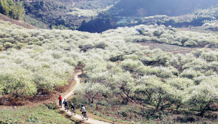 Ripe plums in Moc Chau are ready to be picked