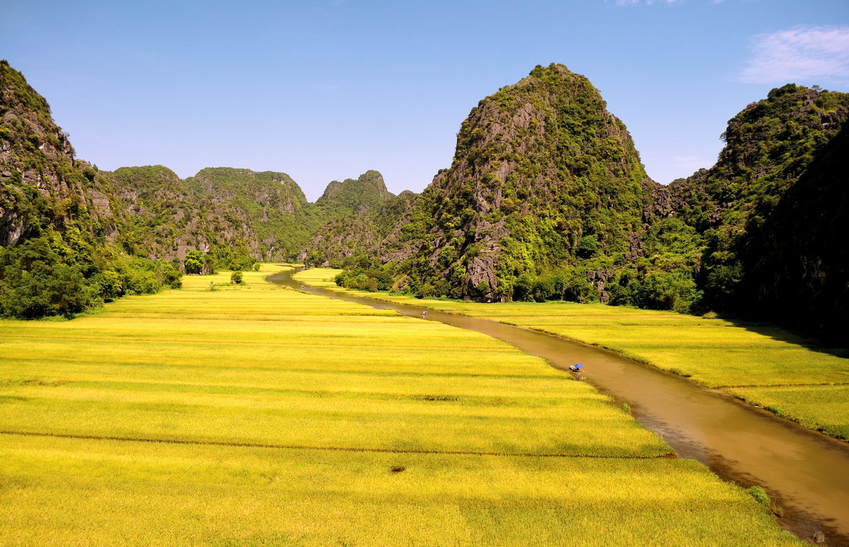 Yellow Rice Field in Tam Coc seen from above