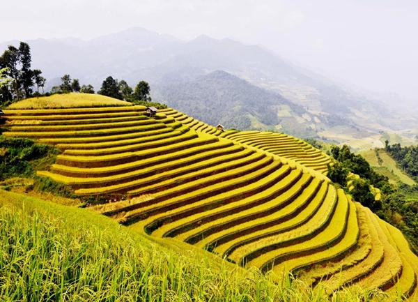 You shouldn’t miss harvest rice filed on terraces in Chieng An