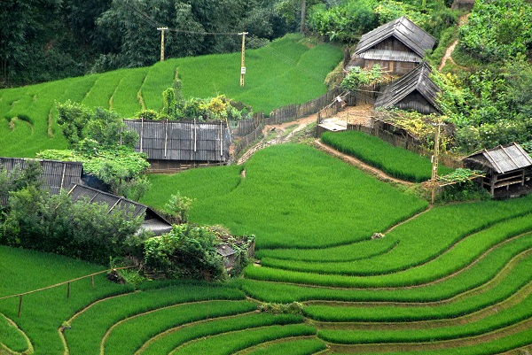 Homestays in Sapa are wonderful accommodations for you