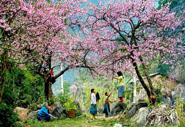 In-spring-Sapa-is-full-of-beautiful-flowers