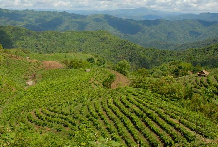 Phongsali tea plantation