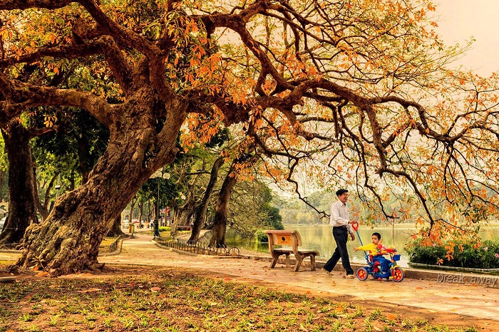 There are full of beautiful golden-yellow leaves on the path of Hanoi