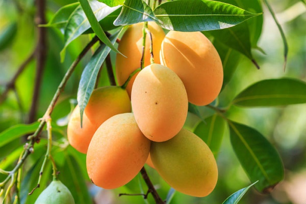 Mangoes 