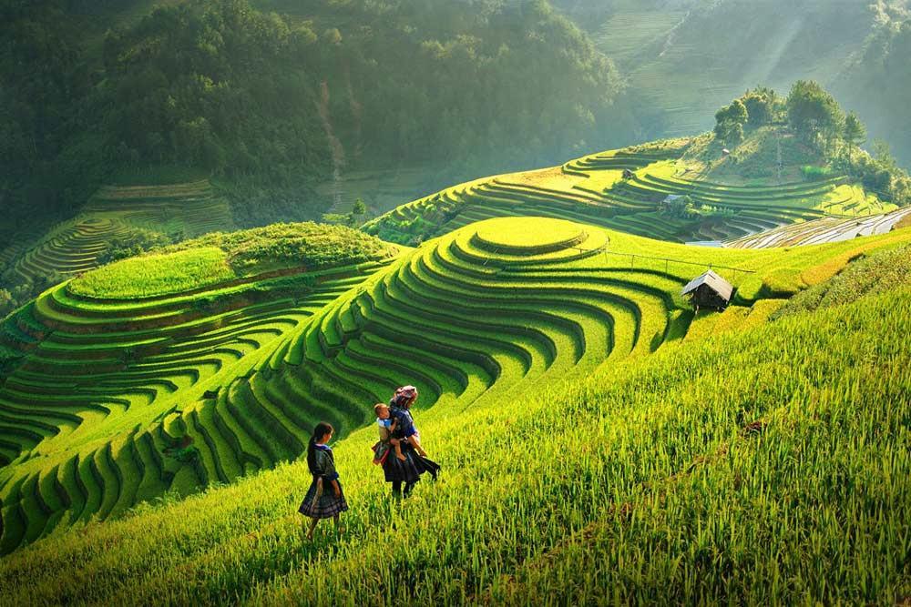 Impressive terraced field in Sapa 