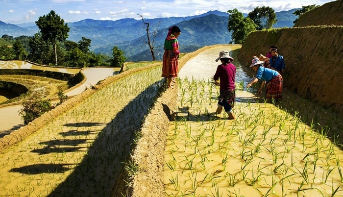 growing rice in Sapa