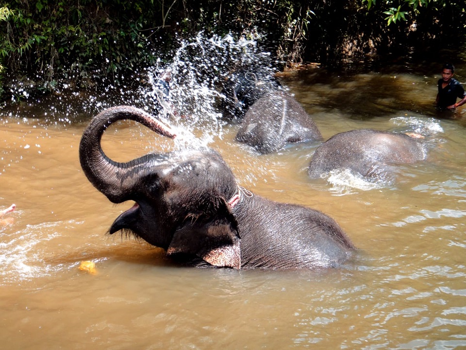 Elephant bath time