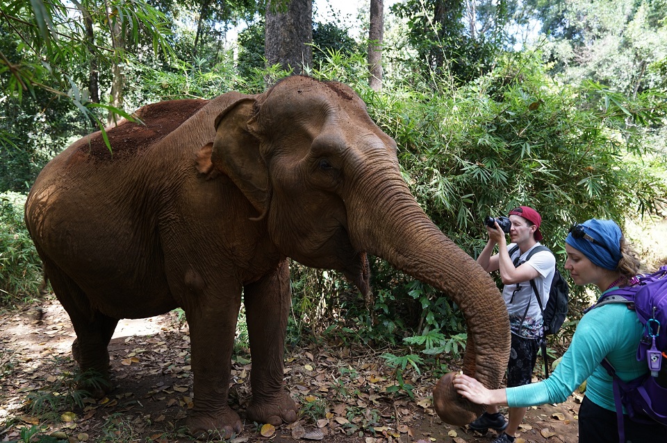 Elephant in the nature