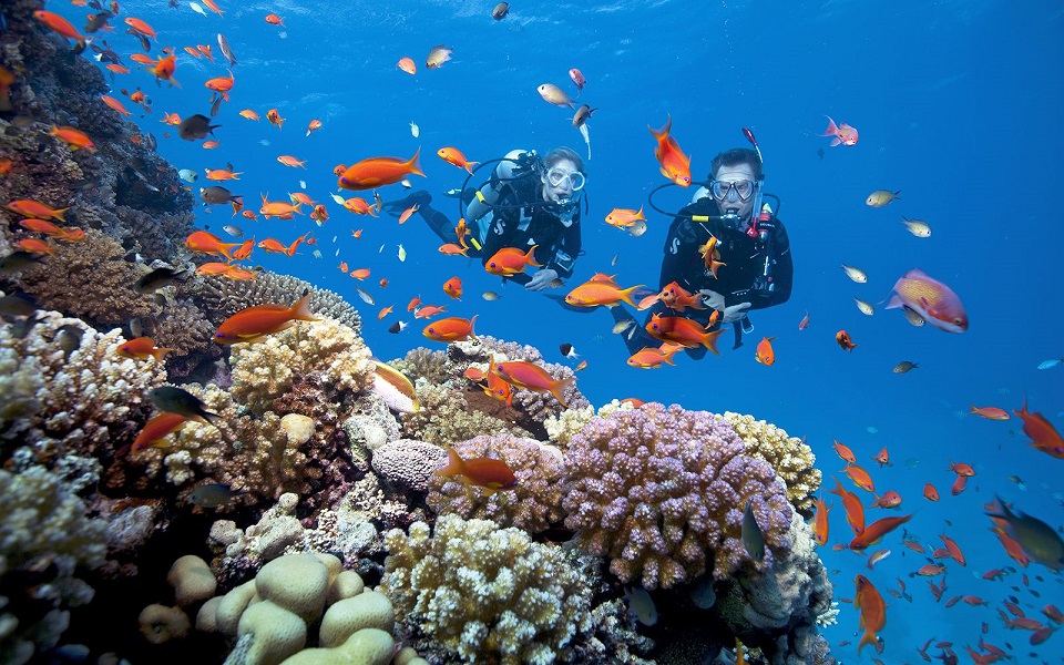 The coral diving tours