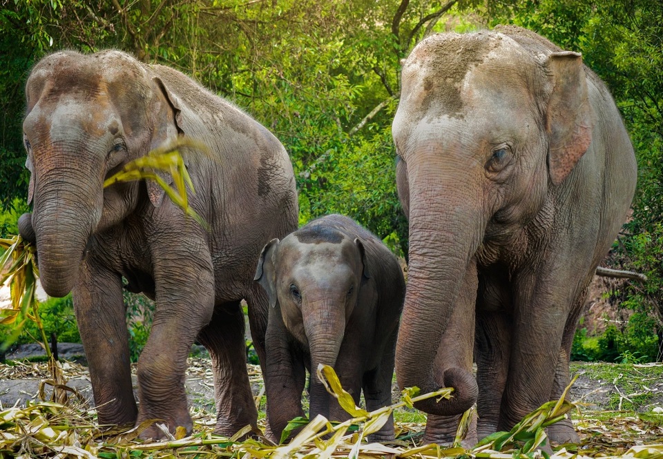 elephant sanctuaries in Thailand