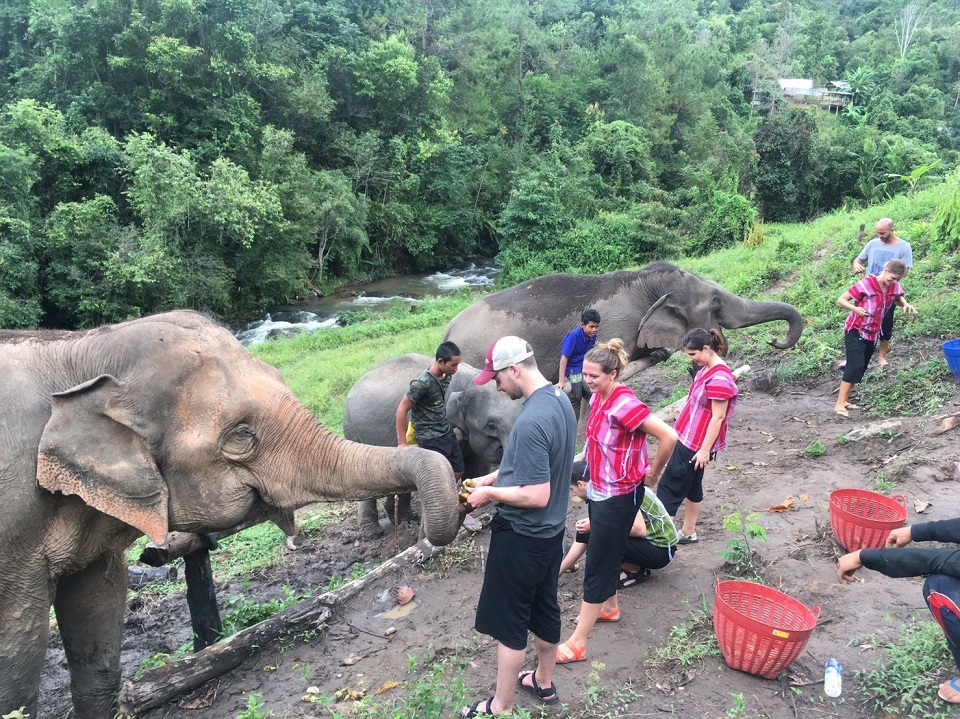 Feeding elephants at Chiang Mai