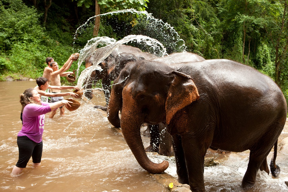 Taking care of the elephants