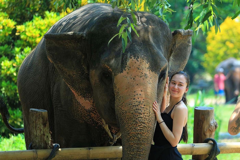 Top 3 real elephant sanctuaries in Thailand you should visit