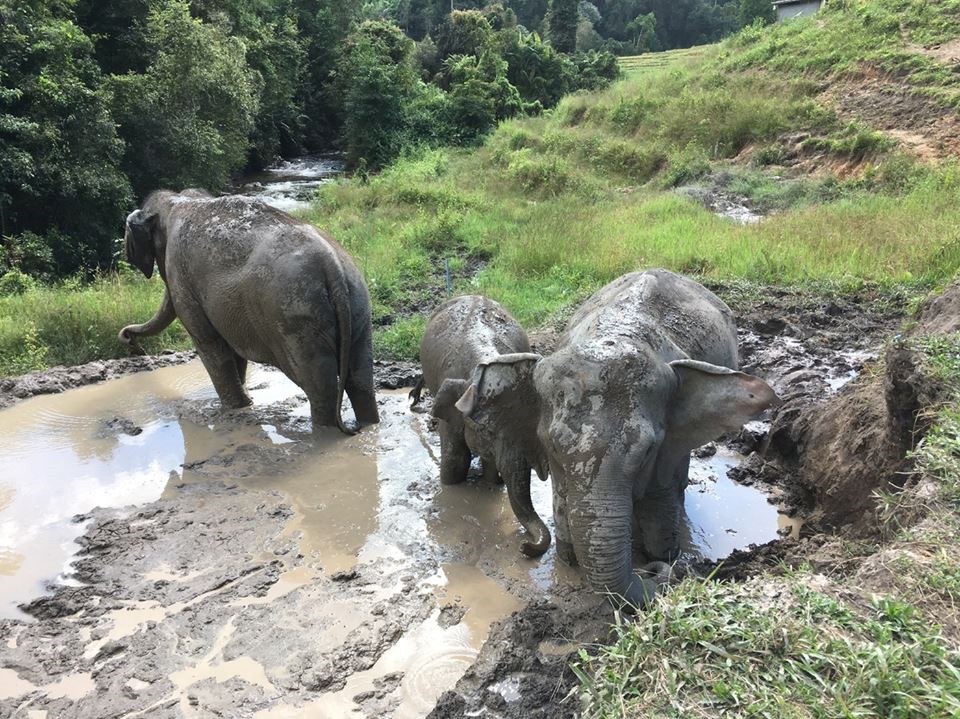 Free elephants at leisure