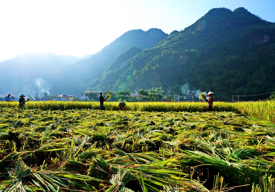 Amazing Paddies in Mai Chau