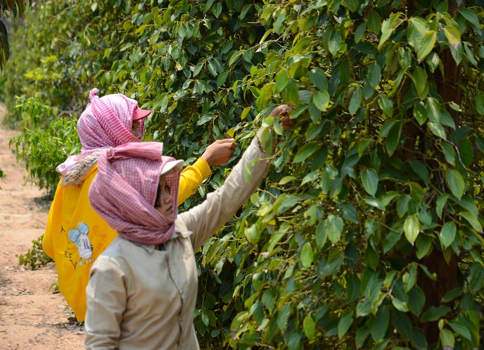 Kep pepper farm