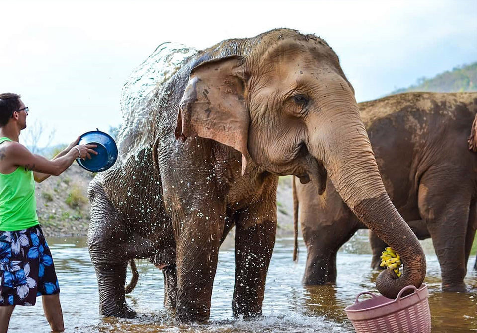 Chiang Mai Elephant Nature Park