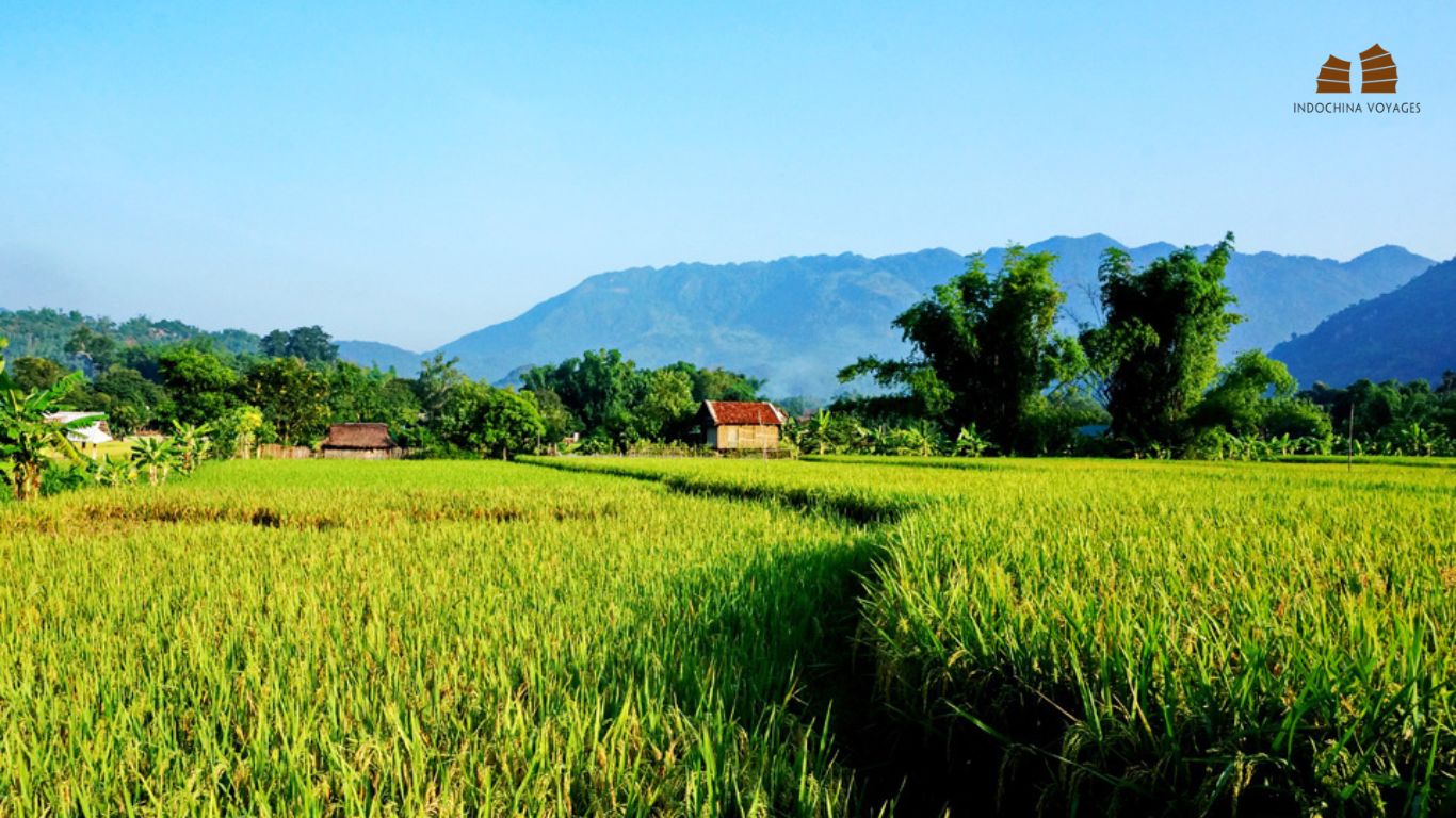 Mai Chau rice fields in harvesting season