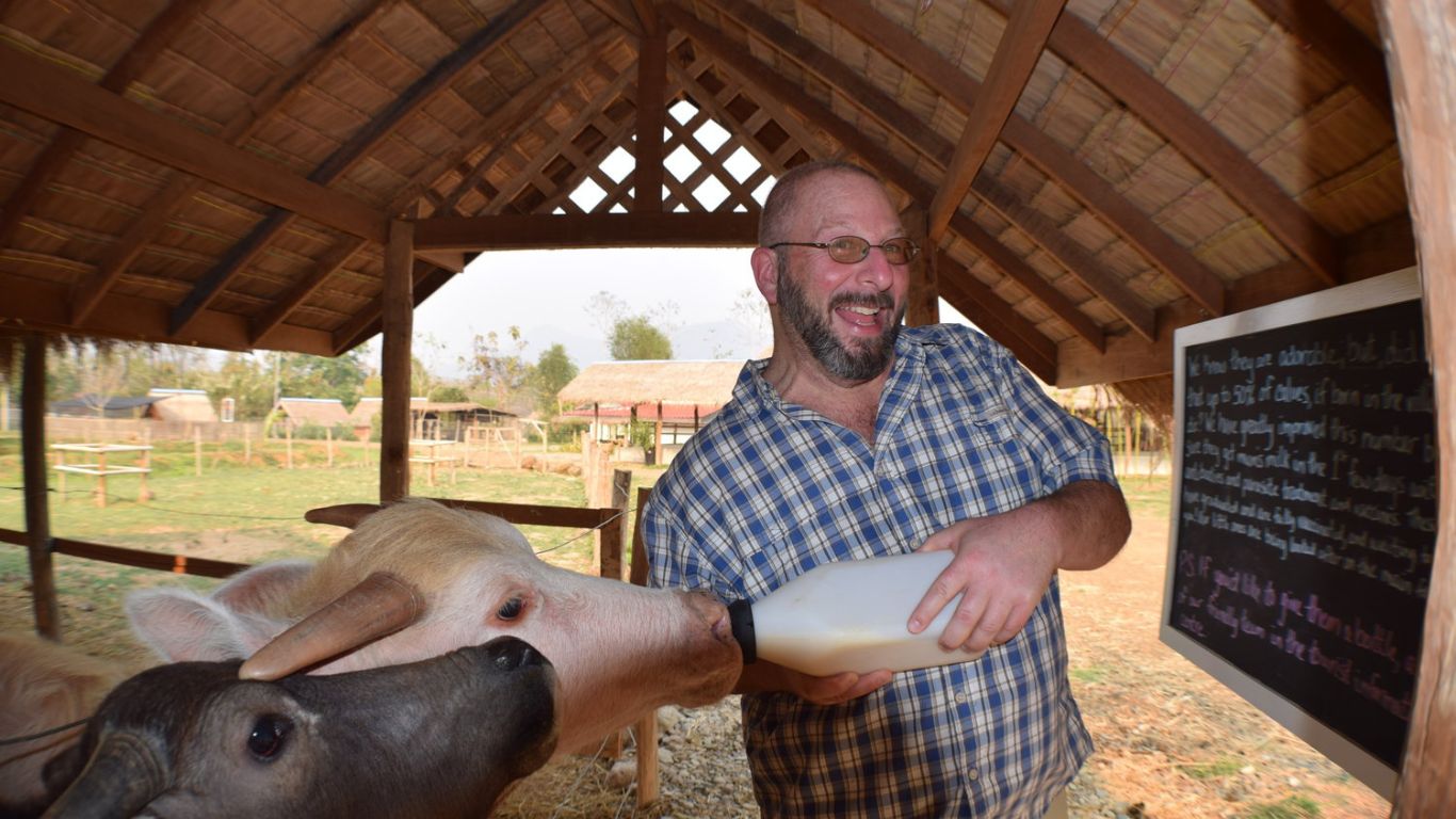 Buffalos dairy in Luang Prabang