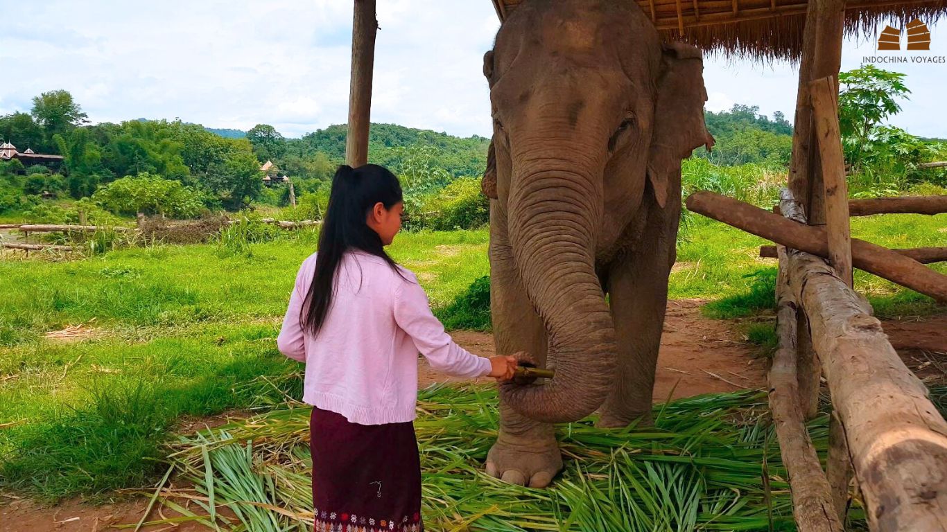 Feeding Elephant at sanctuary in Luang Prabang