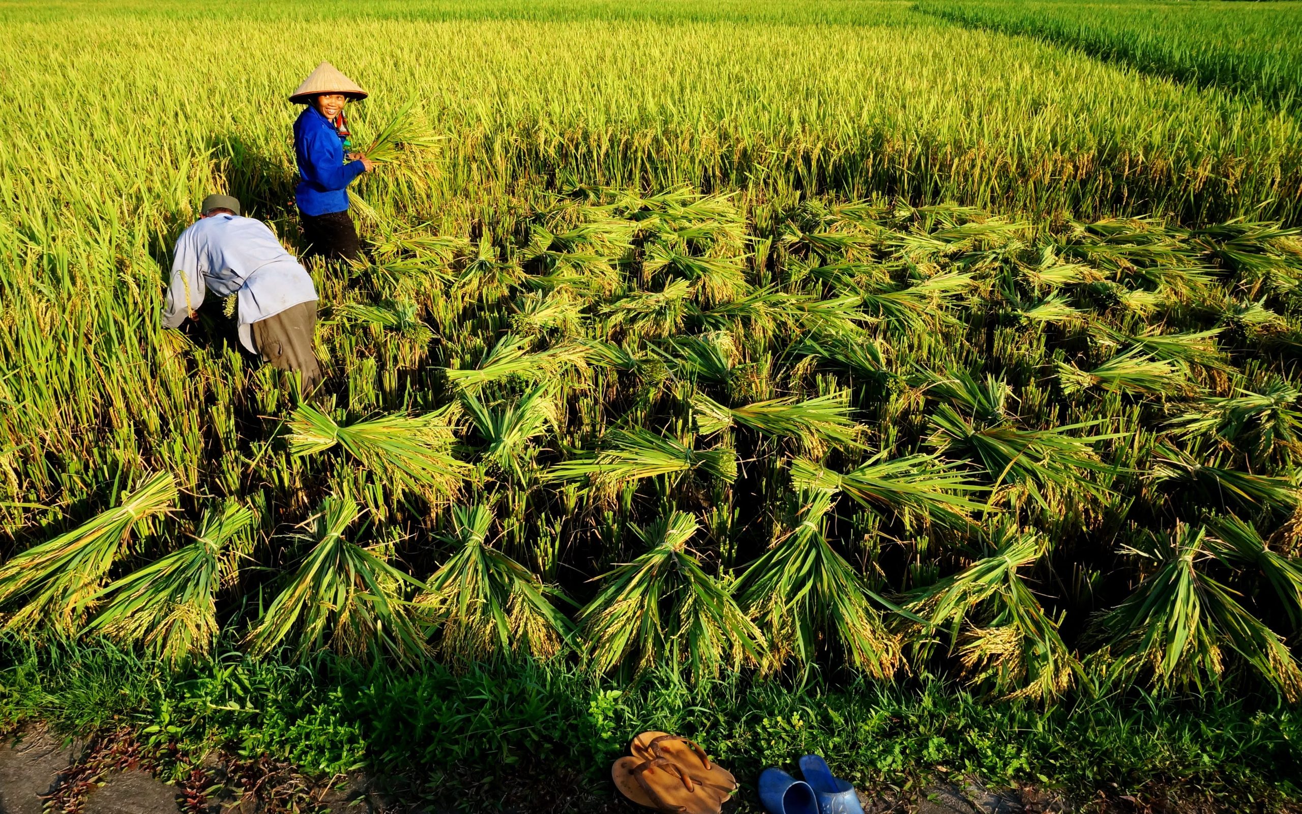 Vietnam rice fields villages

