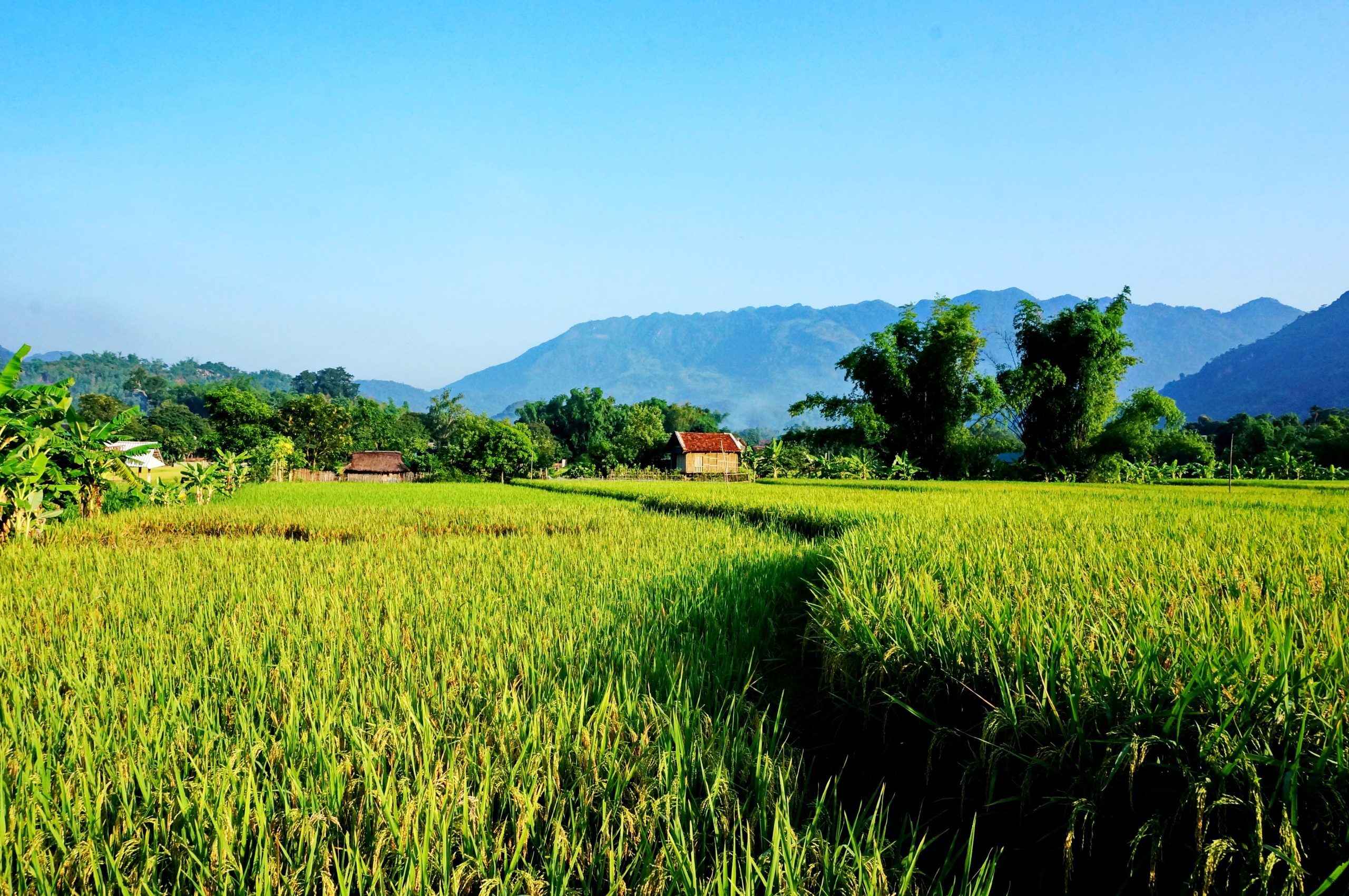 pictures rice fields in Vietnam
