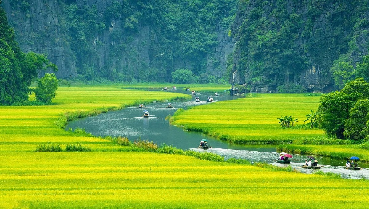 ninh binh rice fields by May